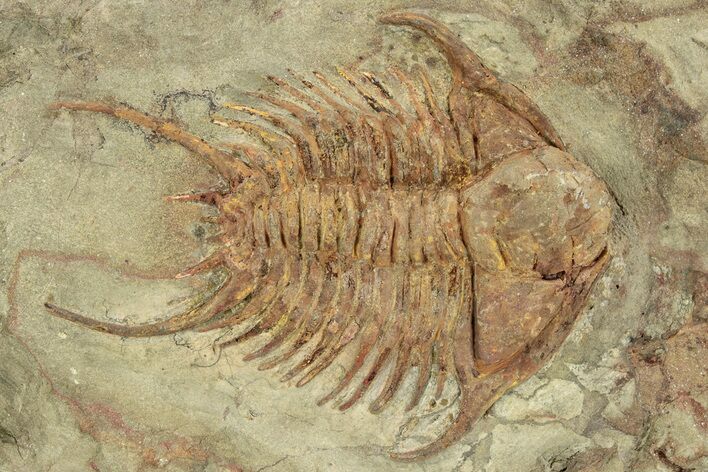 Ordovician Foulonia Trilobite - Fezouata Formation #233330